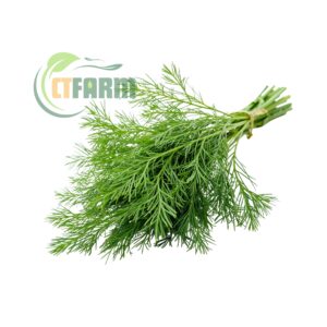 Thì là hữu cơ CTFARM