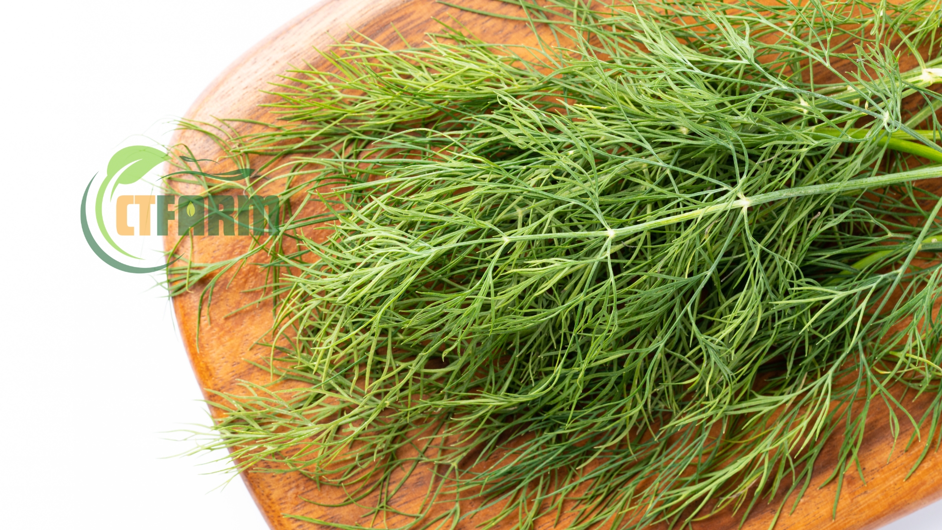 thì là hữu cơ đà lạt