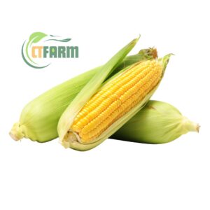 Bắp mỹ hữu cơ