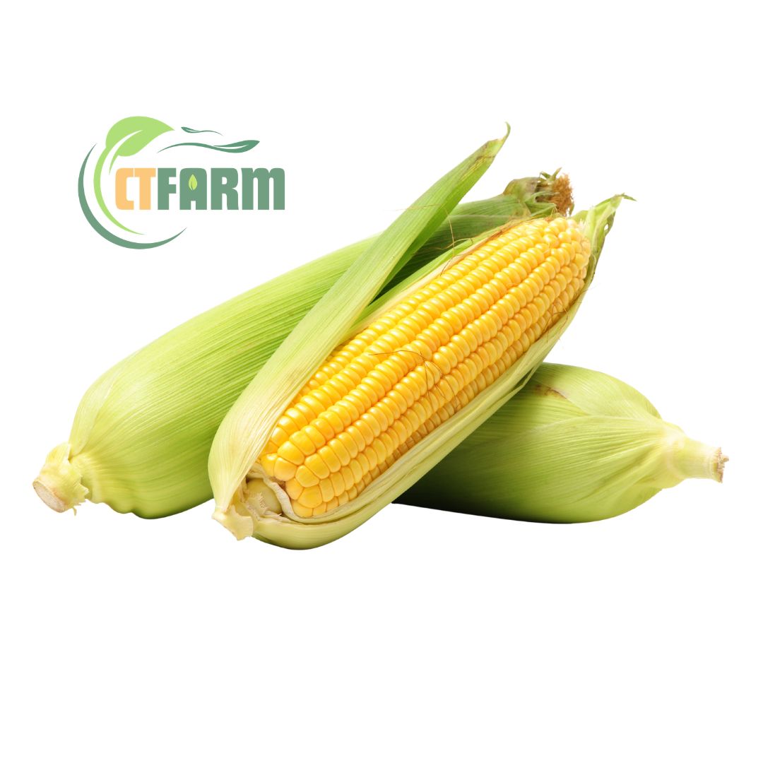 Bắp mỹ hữu cơ