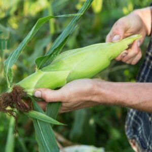 bắp mỹ hữu cơ ctfarm