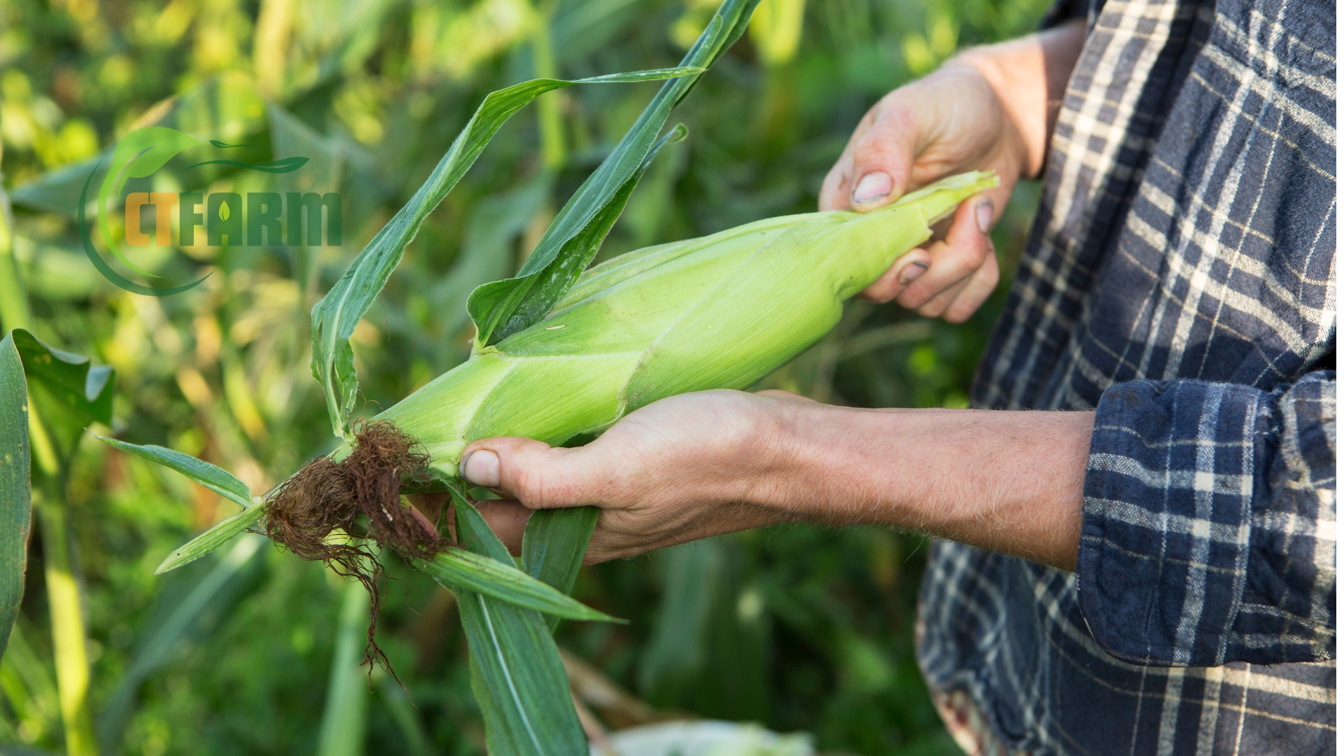bắp mỹ hữu cơ ctfarm