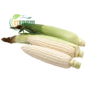 bắp nếp hữu cơ