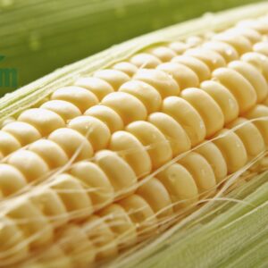 bắp nếp hữu cơ ctfarm