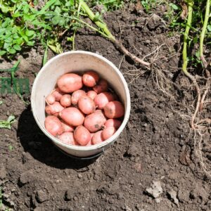 khoai tây hồng hữu cơ CTFARM
