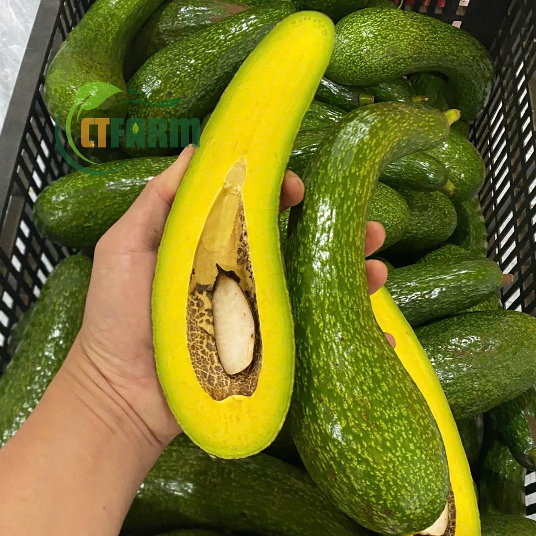 bơ 034 hữu cơ