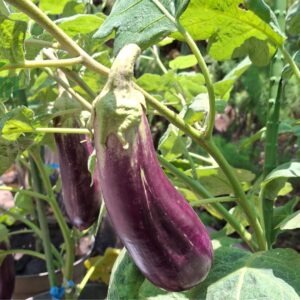 cà tím hữu cơ ctfarm