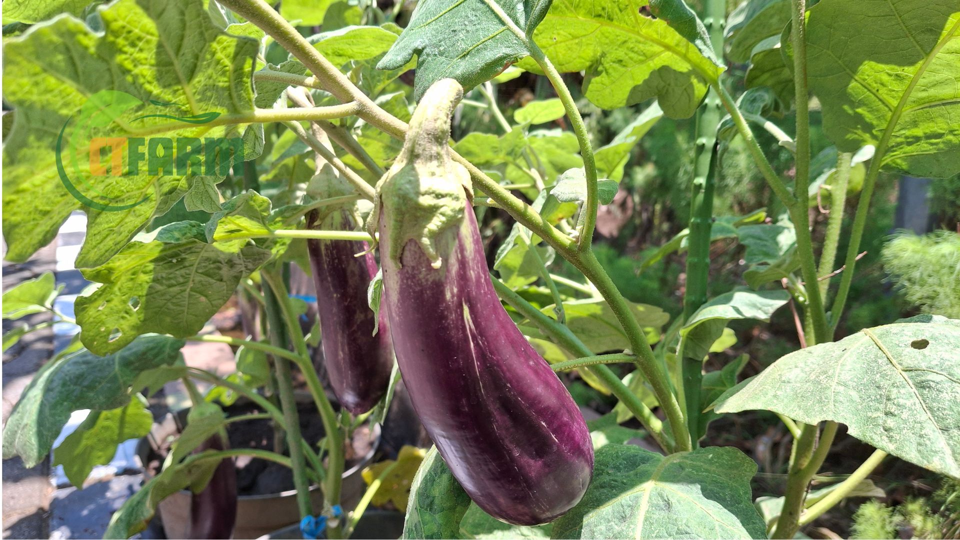 cà tím hữu cơ ctfarm
