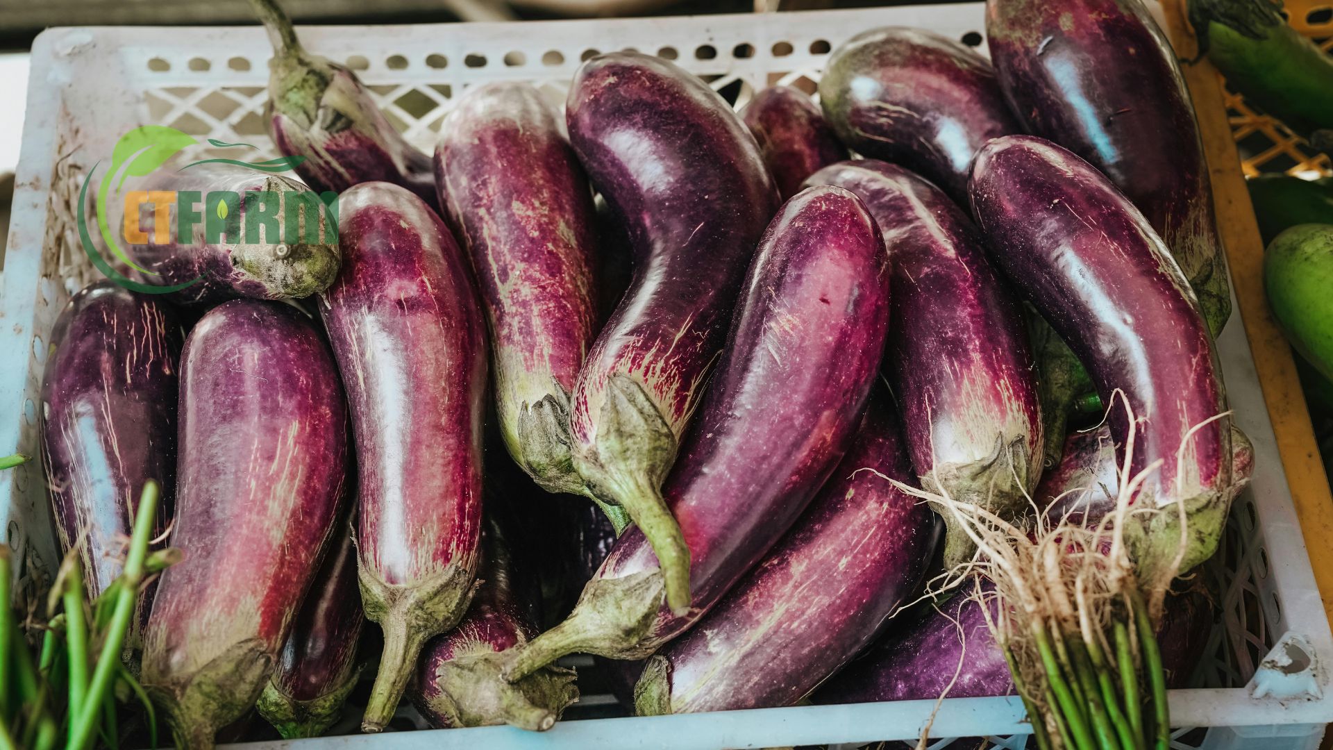 cà tím đà lạt