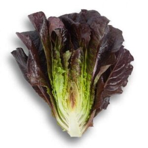 xà lách romaine tím hữu cơ