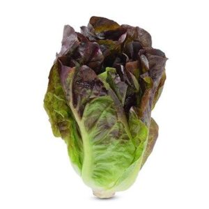 xà lách romaine tím
