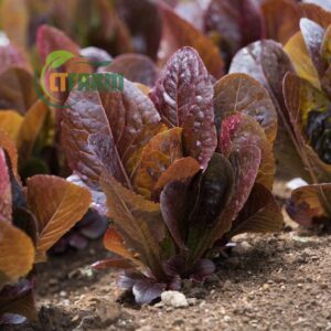 xà lách romaine tím hữu cơ đà lạt