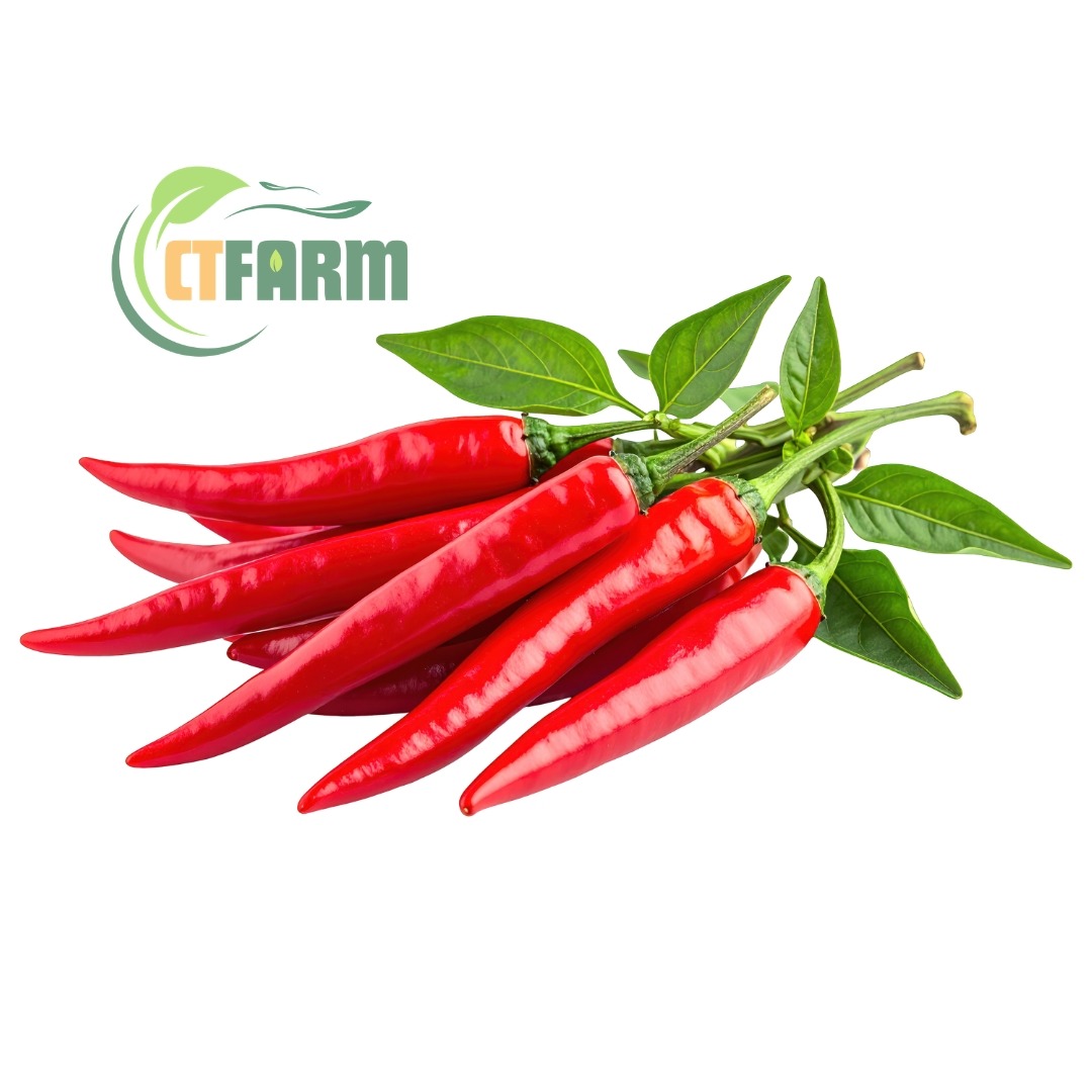 ớt chỉ thiên hữu cơ